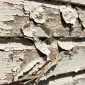 peeling blistering paint on weatherboard wall adelaide 85x85